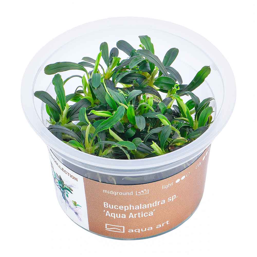 Aqua Art Bucephalandra sp. ’Aqua Artica’ in Vitro Cup