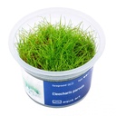 Aqua Art Eleocharis parvula in Vitro Cup