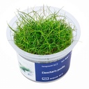 Aqua Art Eleocharis pusilla in Vitro Cup