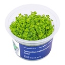 Aqua Art Hemianthus callitrichoides "Cuba" in Vitro Cup