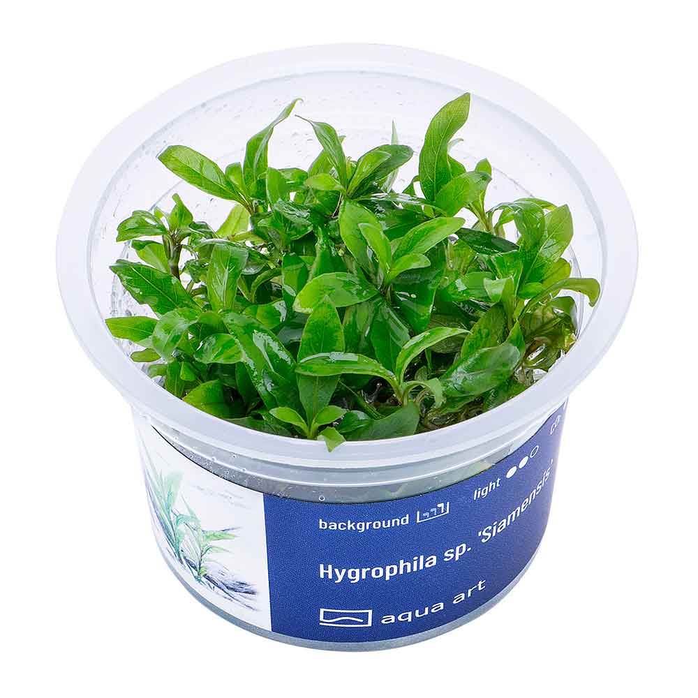Aqua Art Hygrophila sp. "Siamensis" in Vitro Cup