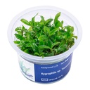 Aqua Art Hygrophila sp. "Siamensis" in Vitro Cup