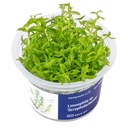 Aqua Art Limnophila sp. 'Scrophulariaceae' in Vitro Cup