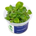 Aqua Art Lobelia cardinalis in Vitro Cup