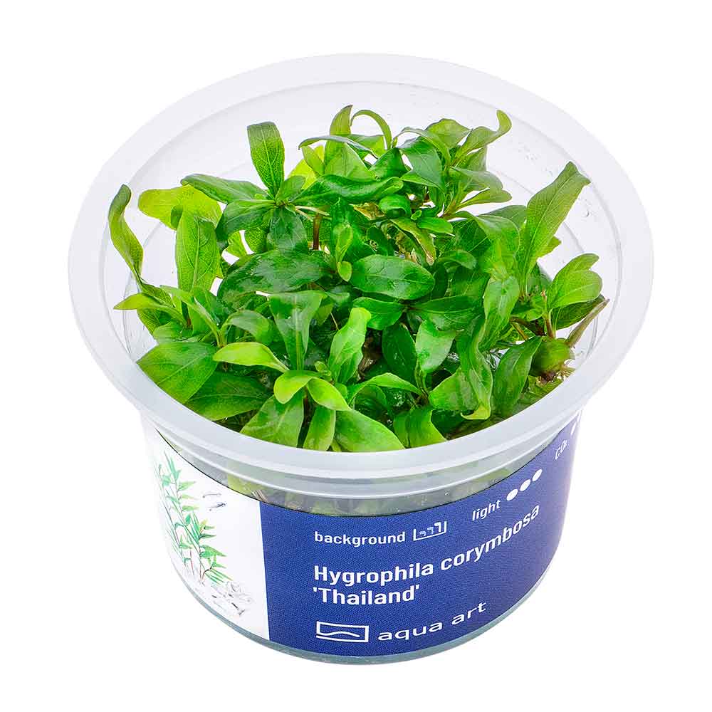 Aqua Art Hygrophila corymbosa 'Thailand' in Vitro Cup