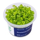Aqua Art Micranthemum umbrosum in Vitro Cup