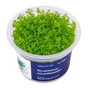 Aqua Art Micranthemum micranhemoides in Vitro Cup