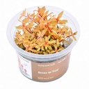 Aqua Art Nesea sp. "Gold" in Vitro Cup