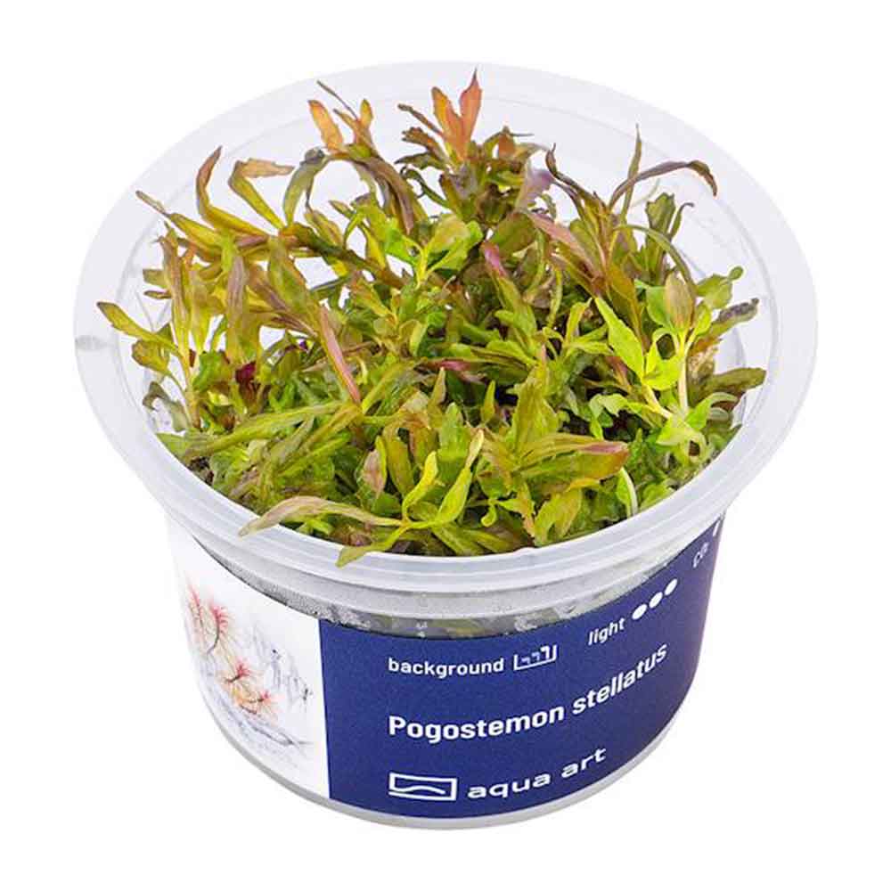 Aqua Art Pogostemon stellatus in Vitro Cup