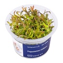 Aqua Art Pogostemon stellatus in Vitro Cup