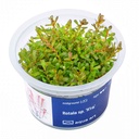 Aqua Art Rotala sp. "H'ra" in Vitro Cup