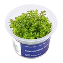 Aqua Art Rotala rotundifolia "Green" in Vitro Cup