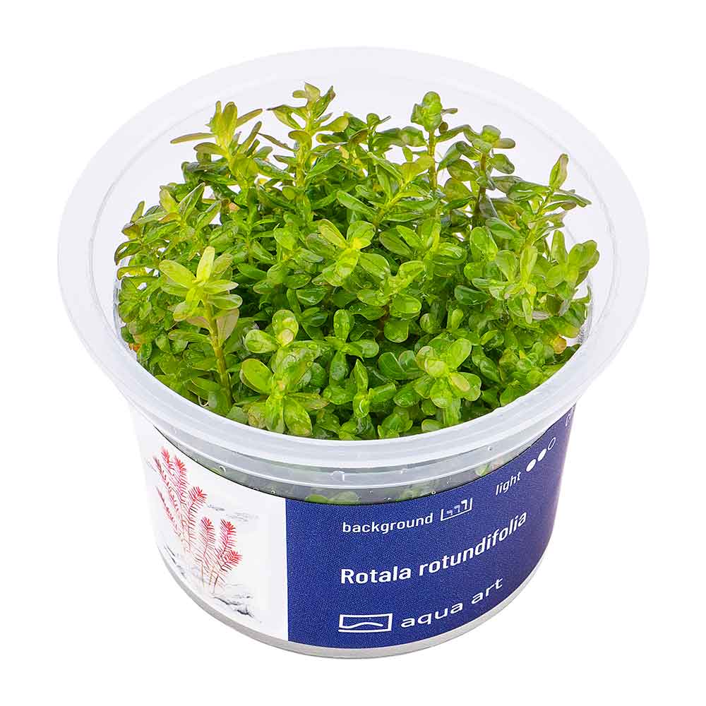 Pianta Acquatica Rotala Rotundifolia In Vaso – Facile Da Curare, Ideale Per Acquari, Crescita Media, Adatta A Principianti
