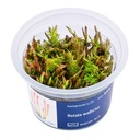 Aqua Art Rotala wallichii in Vitro Cup