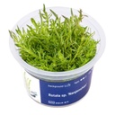 Aqua Art Rotala sp. "Nanjenshan" in Vitro Cup