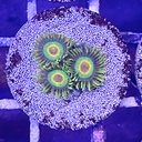 Zoanthus Rasta spp.