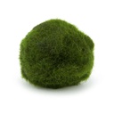 Pianta Cladophora Aegagropila (Marimo) 2-4 cm