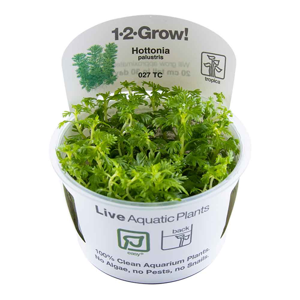Tropica 1•2•Grow! Pianta Hottonia palustris in Vitro Cup