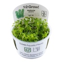Tropica 1•2•Grow! Pianta Hottonia palustris in Vitro Cup