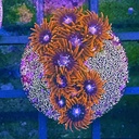 Zoanthus Red