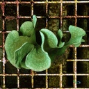 Coralli duri SPS Pavona cactus 5cm circa