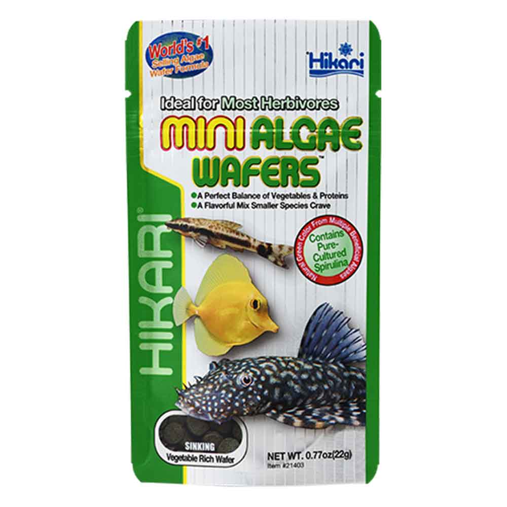 Hikari Mini Algae Wafers da fondo per Erbivori 22g