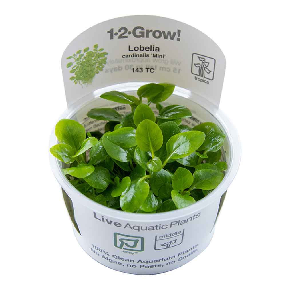 Tropica 1•2•Grow! Pianta Lobelia cardinalis "Mini" in Vitro Cup