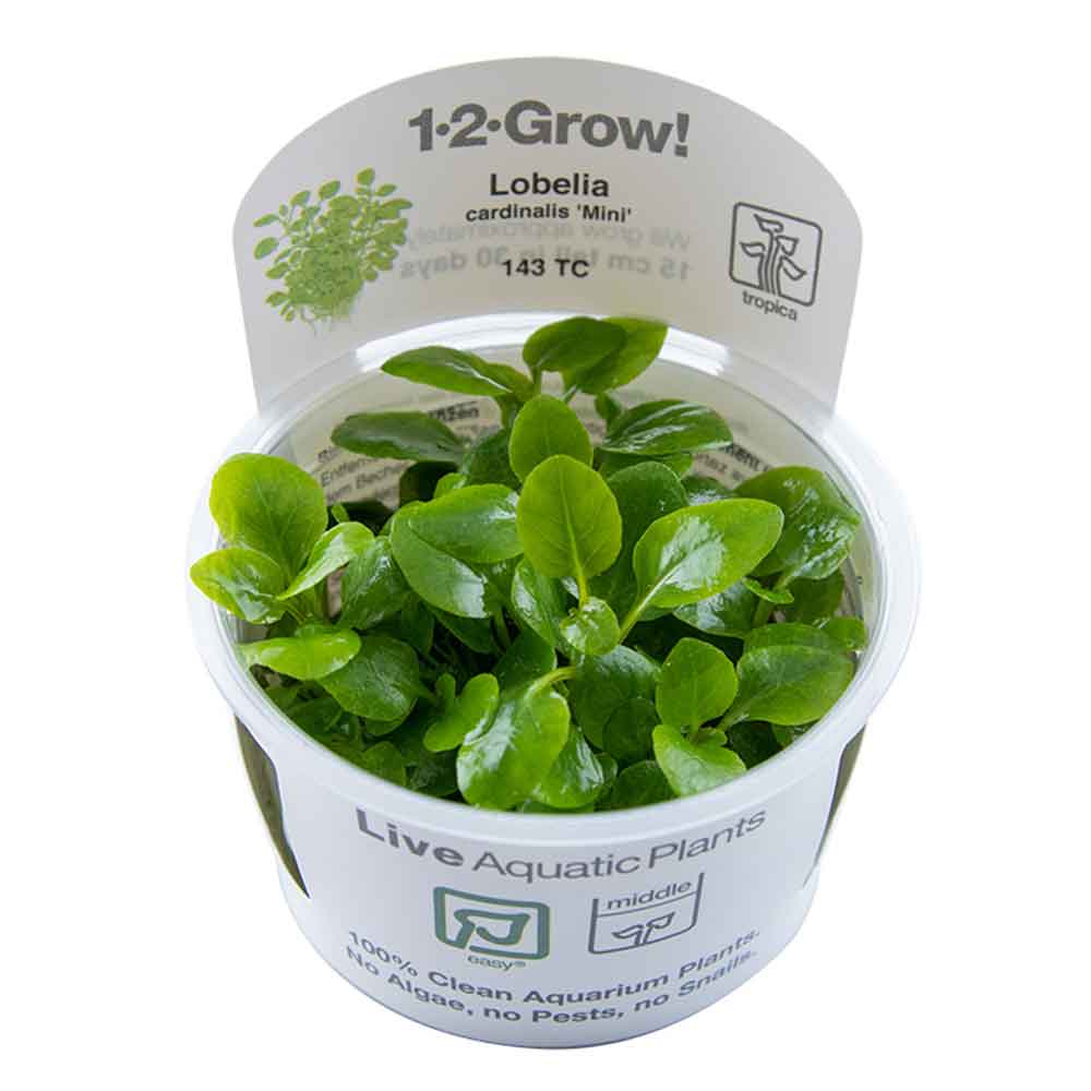 Tropica 1•2•Grow! Pianta Lobelia cardinalis &quot;Mini&quot; in Vitro Cup