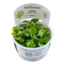 Tropica 1•2•Grow! Pianta Lobelia cardinalis "Mini" in Vitro Cup
