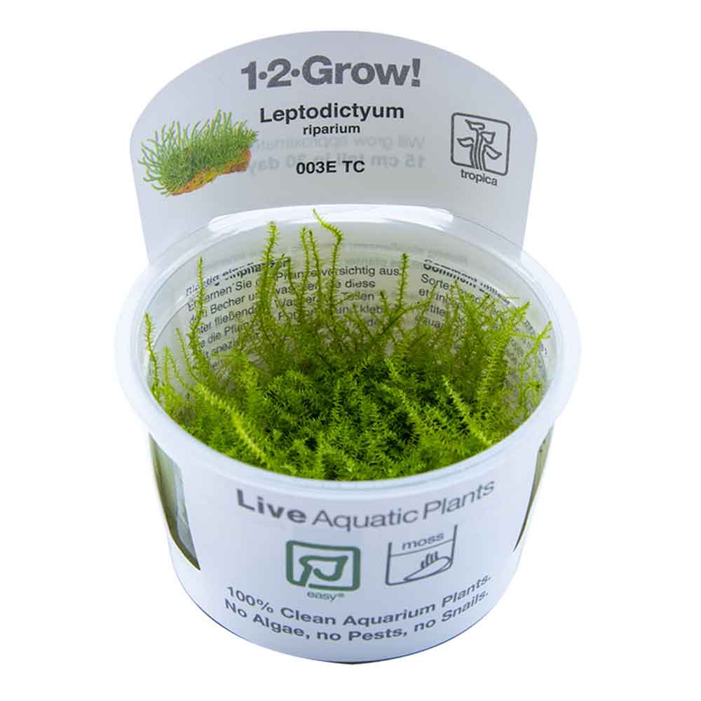 Tropica 1•2•Grow! Pianta Leptodictyum riparium in Vitro Cup