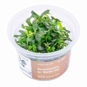 Aqua Art Bucephalandra sp. "Needle Leaf" in Cup Vitro