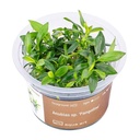 Aqua Art Anubias sp. "Pangolino" in Cup Vitro