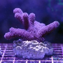 Coralli molli Cladiella spp. circa 3cm