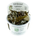 Tropica 1•2•Grow! Pianta Cryptocoryne wendtii "Mi Oya" in Vitro Cup