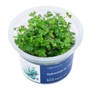 Aqua Art Hydrocotyle sp. "Japan" in Cup Vitro
