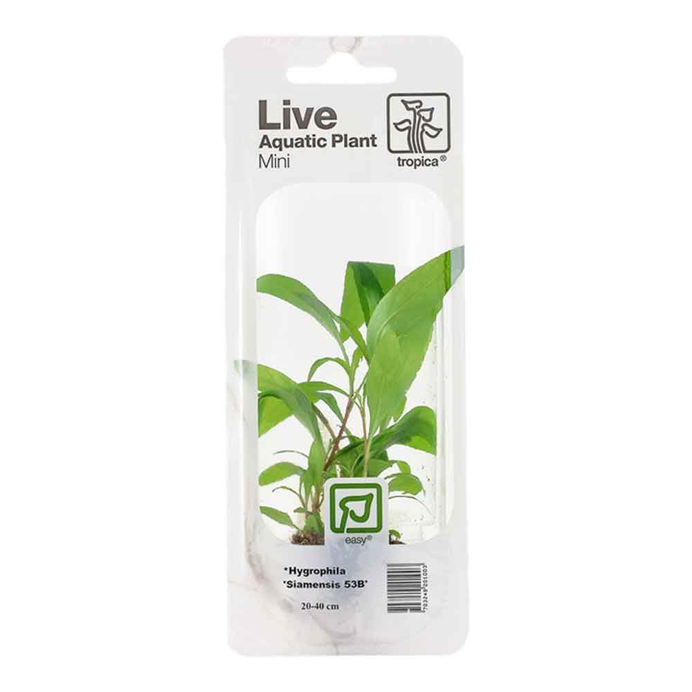 Tropica Single Package Mini Pianta Hygrophila corimbosa "Siamensis 53B"