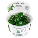 Tropica 1•2•Grow! Pianta Anubias barteri var. nana in Vitro Cup