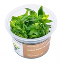 Aqua Art Anubias barteri Glabra in Vitro Cup