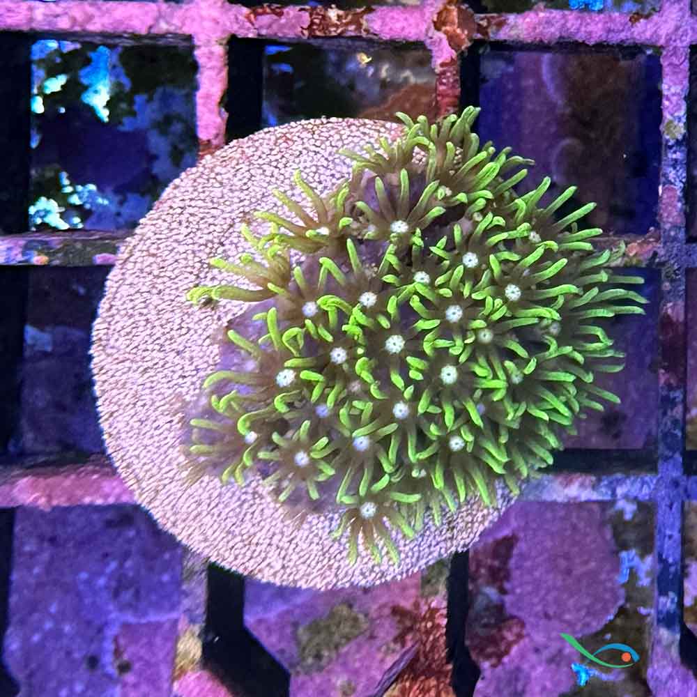 Pachyclavularia violacea "neon green"