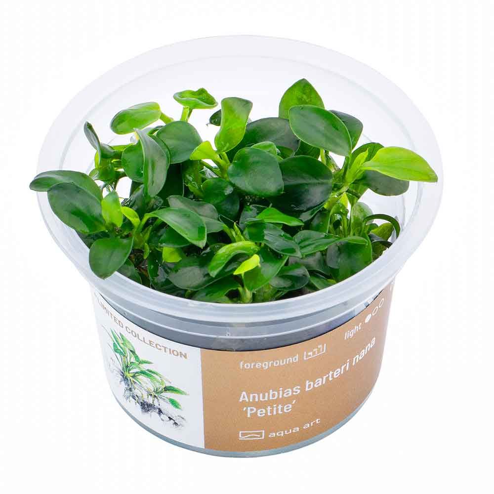 Aqua Art Anubias Barteri Nana "Petite" in Vitro Cup