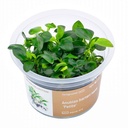 Aqua Art Anubias Barteri Nana "Petite" in Vitro Cup