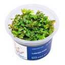 Aqua Art Ludwigia ovalis in Vitro Cup