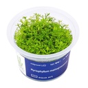 Aqua Art Myriophyllum mattogrossense in Vitro Cup