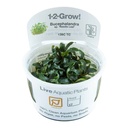 Tropica 1•2•Grow! Pianta Bucephalandra sp. 'Needle Leaf' in Vitro Cup