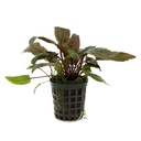 Aquafleur Pianta Cryptocoryne Flamingo vasetto