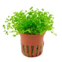 Tropica Pianta Micranthemum tweediei 'Monte Carlo' in vasetto