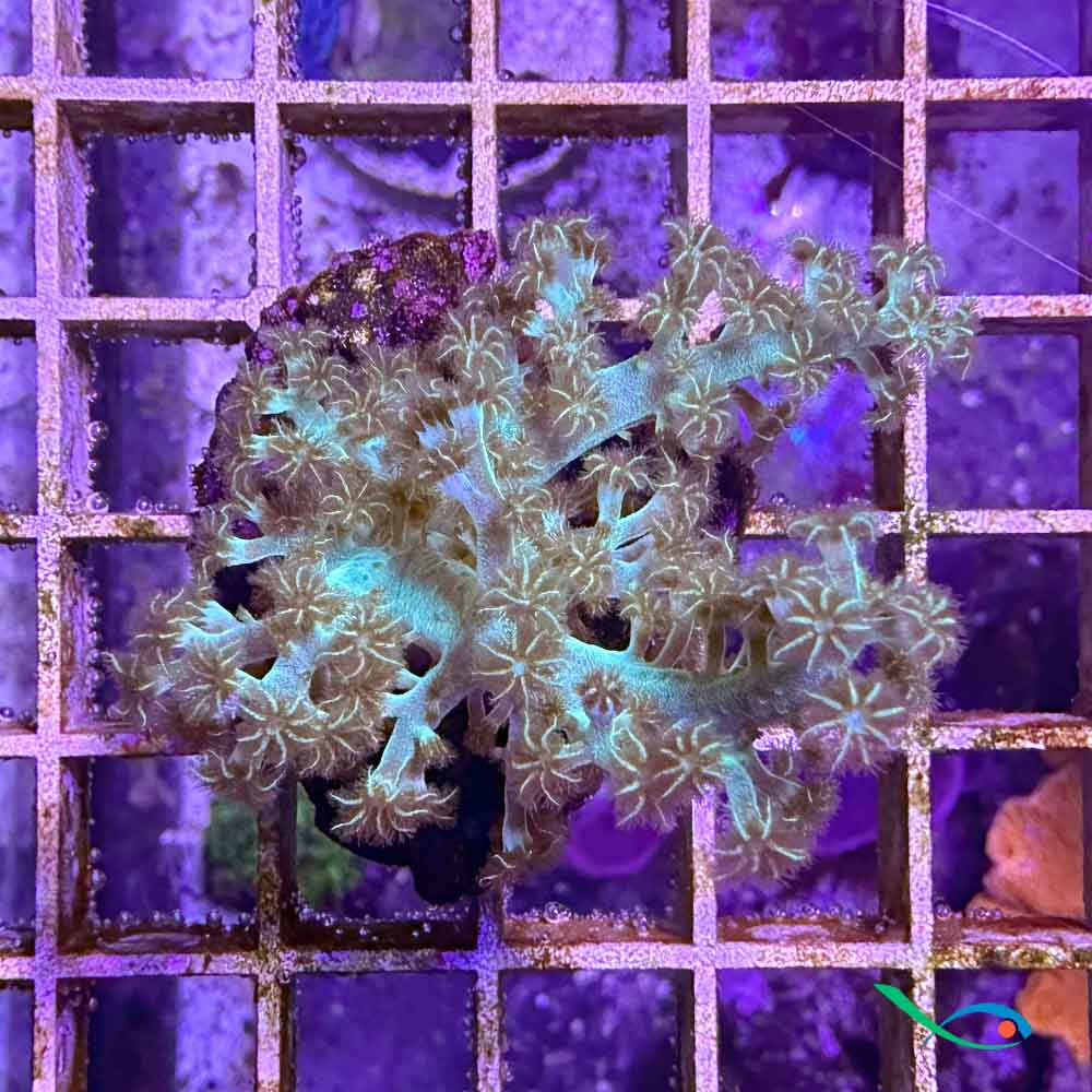 Coralli molli Sinularia Flexibilis &quot;green&quot; circa 8 cm