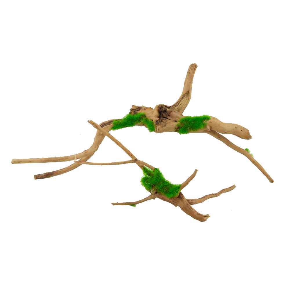 Legno Ki Pouss Ragno 19 con semi di Glossostigma foto reale e misure 17x8x8h cm