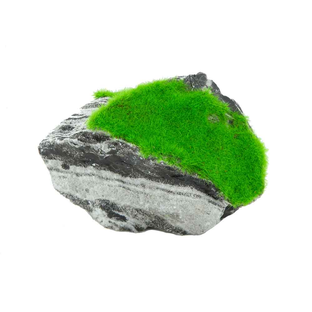 Roccia Bicolore Ki Pouss S 2 con semi di Glossostigma foto reale e misure 8x6x7h cm