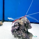 Lysmata amboinensis gamberetto pulitore